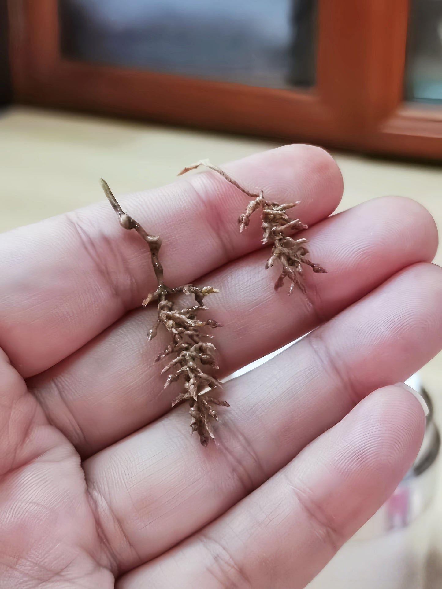 2Pcs Miniature Red Grapes Cluster – Hand-Sculpted 1:12 Scale Dollhouse Grapes with Realistic Vine Stem, Tiny Fake Fruit for Dioramas & Polymer Clay Food Miniatures (Large / Small)